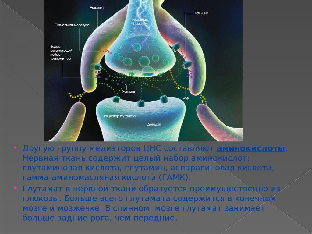 Медиаторы нервной системы. Нейромедиатор нервной системы. Медиаторы центральной и периферической нервной системы. Медиаторы нервной системы физиология.