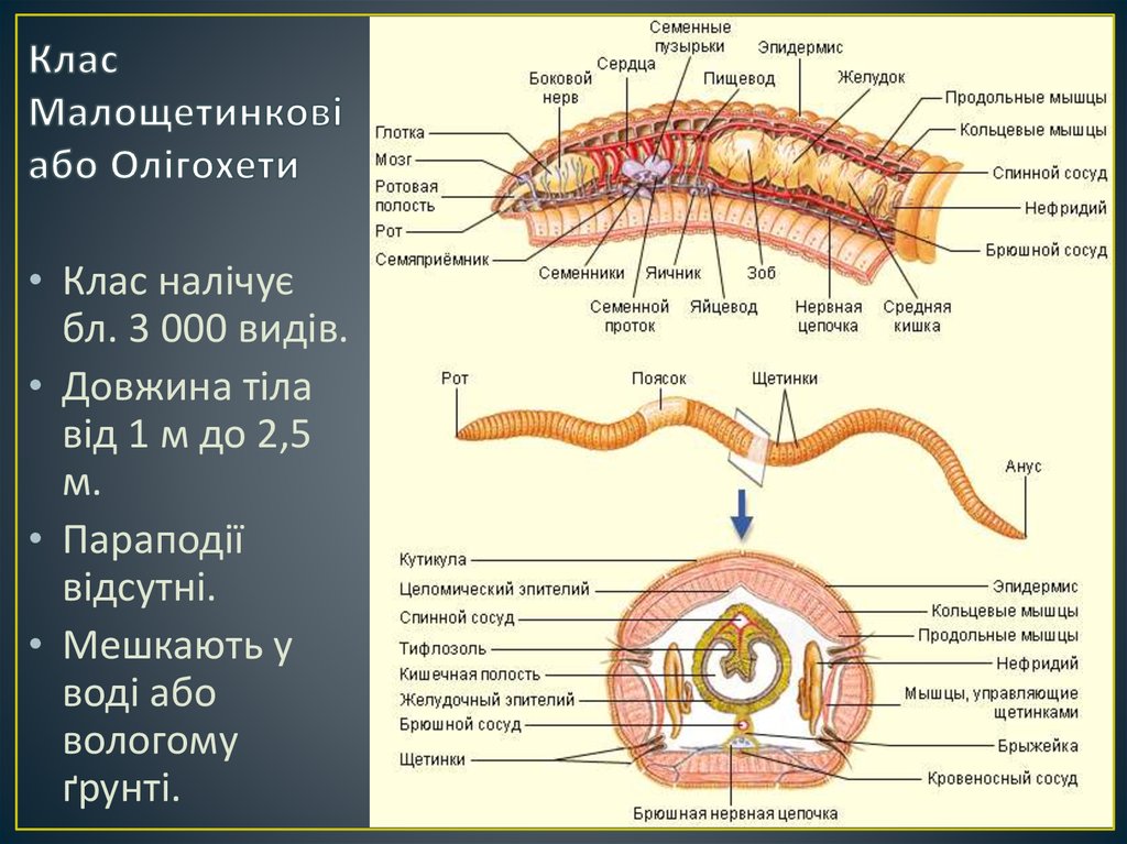 Тип кольчатые черви ЕГЭ биология. Схема классы кольчатых червей. Тип кольчатые черви Annelida. Малощетинковые строение.