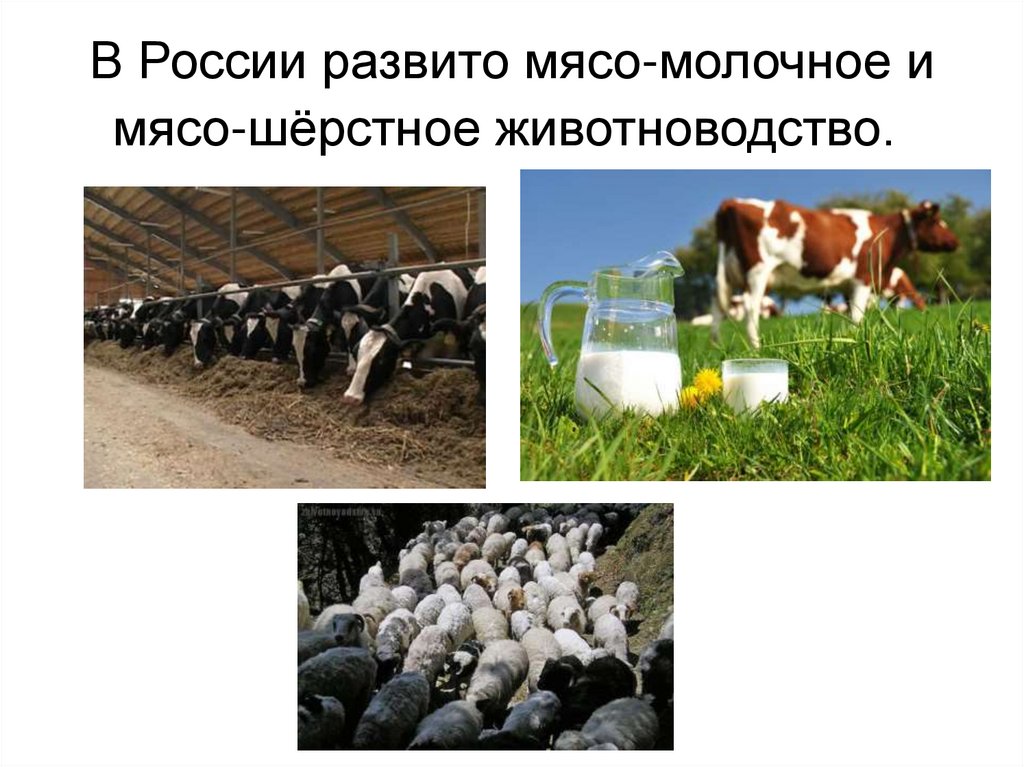 Мясное скотоводство продукция. Продукция животноводства. Мясо молочное животноводство. Животноводство мясо молочное мясо молочное молочно мясное.