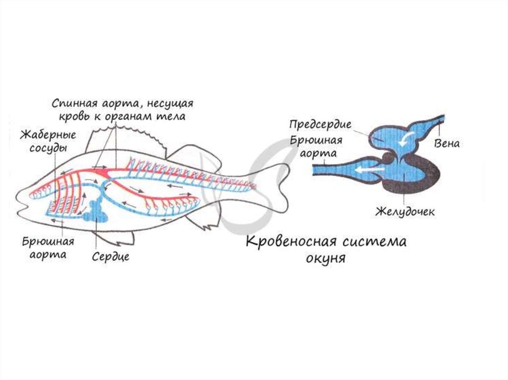 Хордовые рыбы