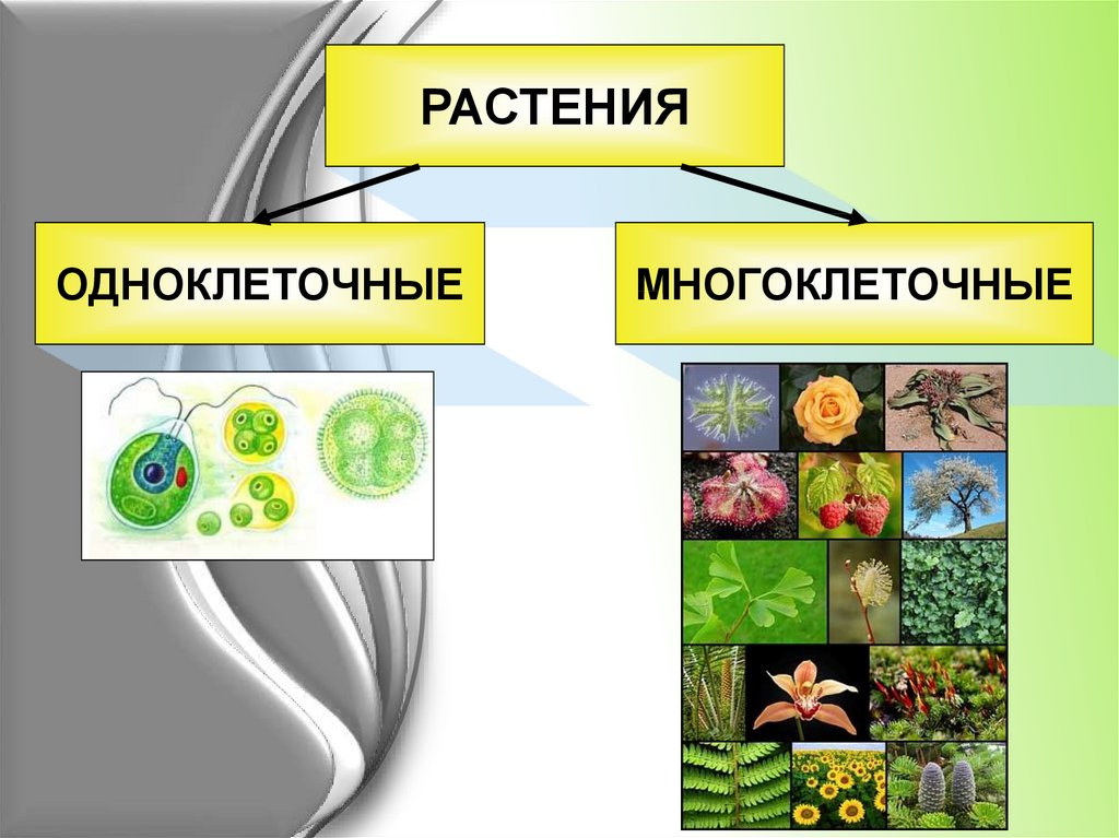 Растительный организм примеры. Биология 5 организмы одноклеточные многоклеточные. Царство растений одноклеточные и многоклеточные. Одноклеточные и многоклеточные организмы 5 класс биология. Одноклеточные растения и многоклеточные растения.