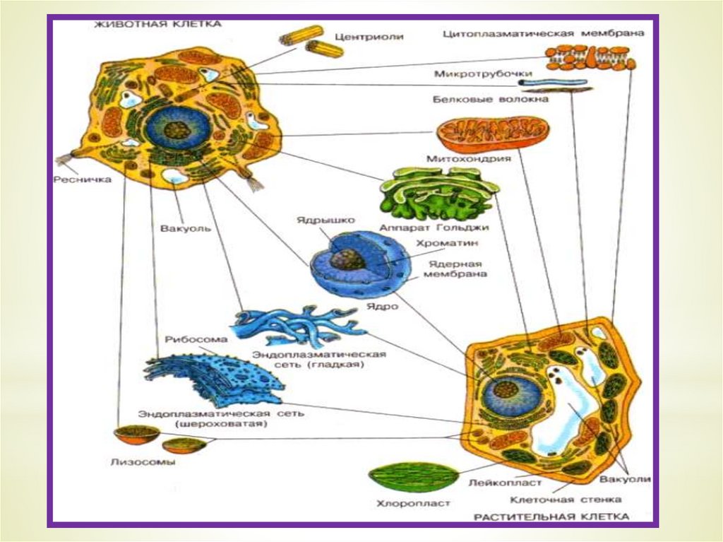 Презентация по биологии химический состав клетки 5 класс биология