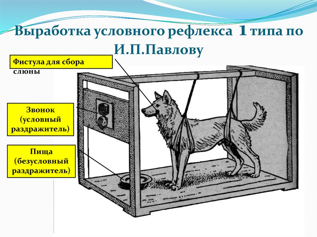 Условный метод. Собака Павлова условный рефлекс. Эксперимент Павлова условный рефлекс. Опыт Павлова условный рефлекс. Опыты Павлова условные и безусловные рефлексы.