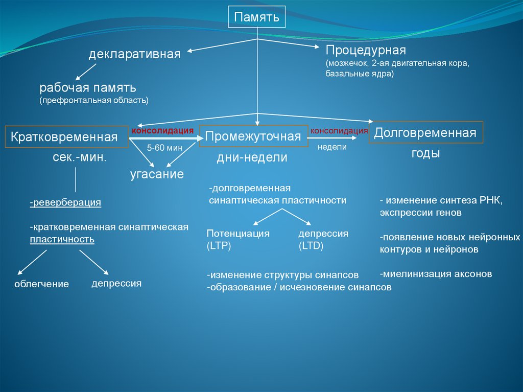 Функции когнитивных схем