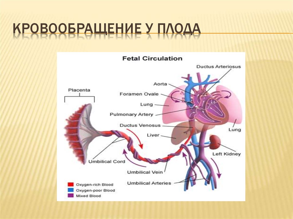 Кровообращение плода рисунок