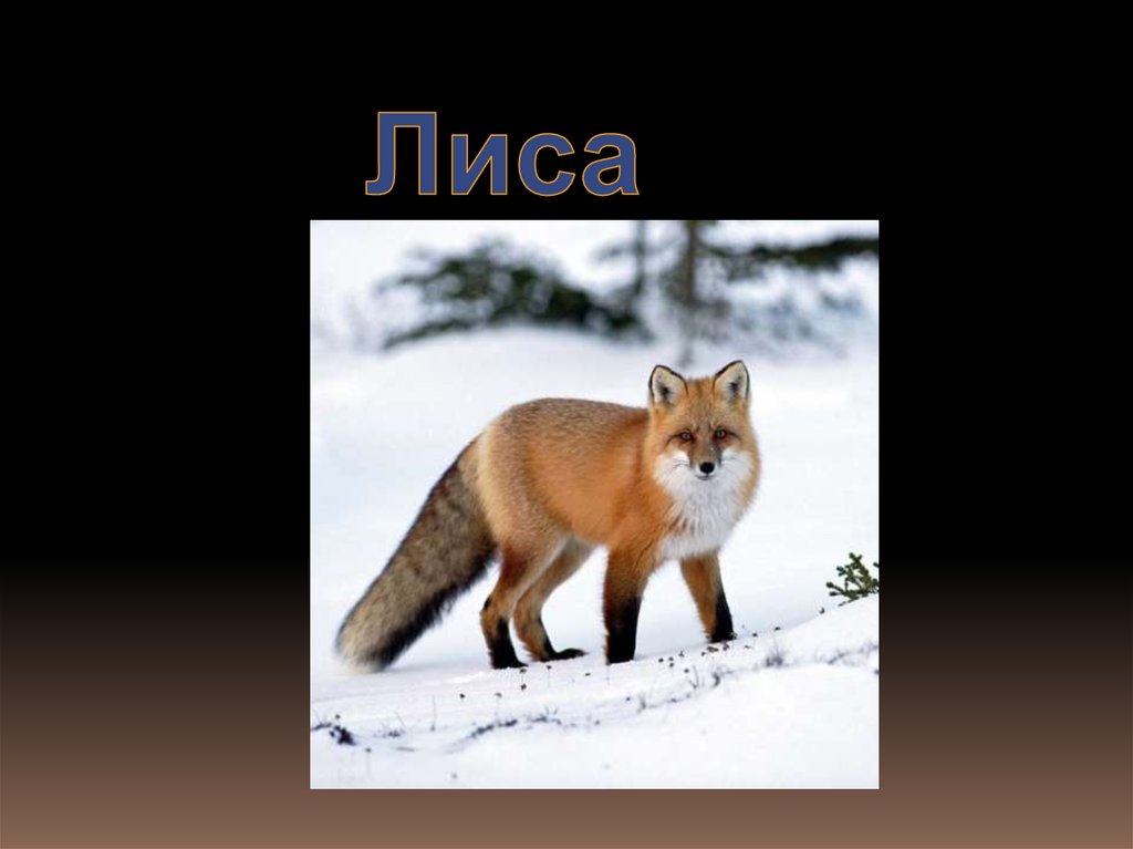 Лиса