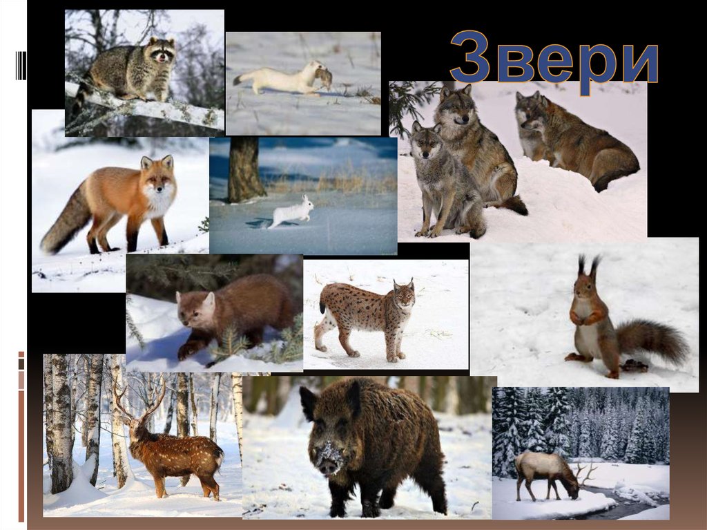 Звери