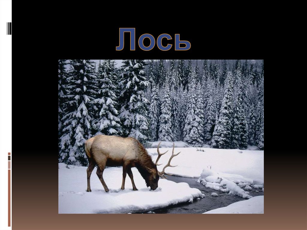 Лось