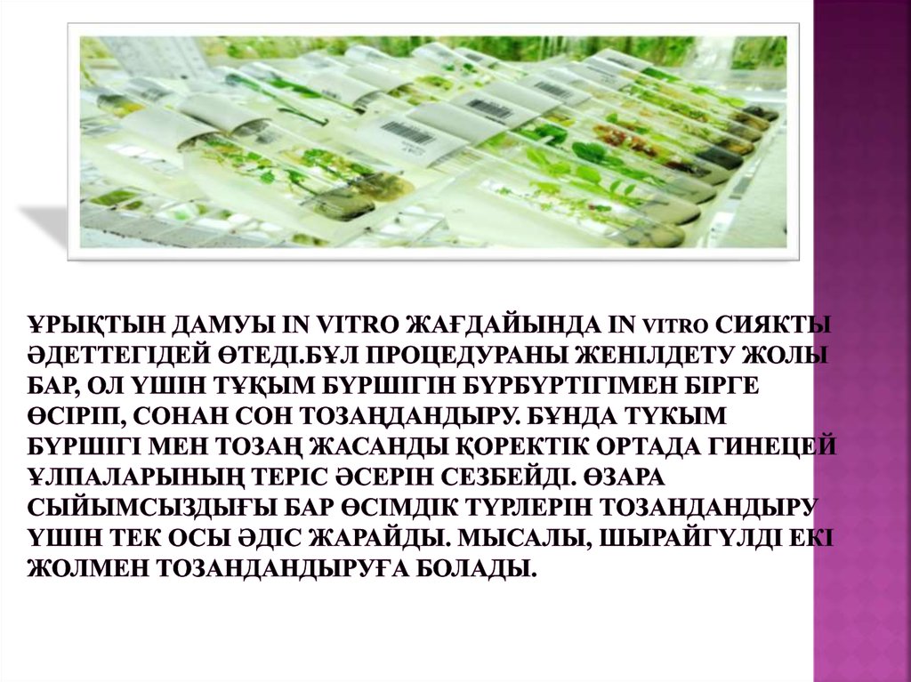 Ұрықтын дамуы іn vitro жағдайында іn vitro сиякты әдеттегідей өтеді.Бұл процедураны женілдету жолы бар, ол үшін тұқым бүршігін