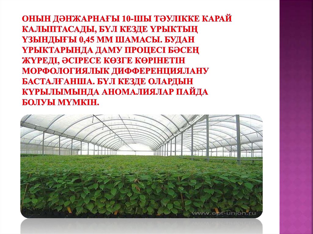 Онын дәнжарнағы 10-шы тәулікке карай калыптасады, бүл кезде үрыктың үзындығы 0,45 мм шамасы. Будан үрыктарында даму процесі