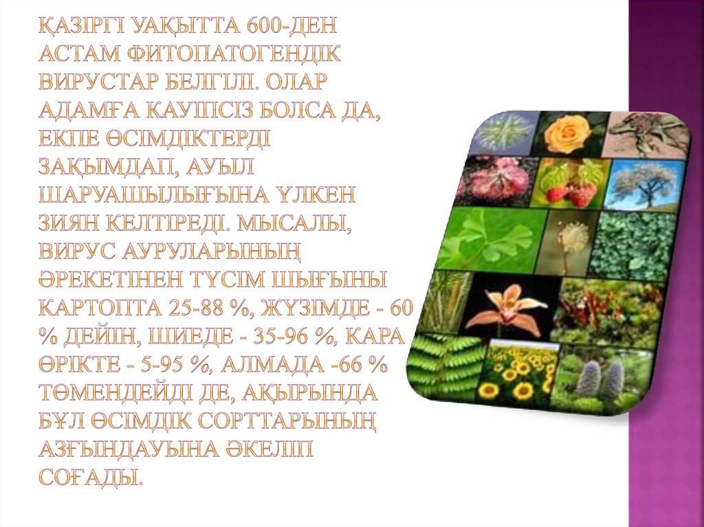 Қазіргі уақытта 600-ден астам фитопатогендік вирустар белгілі. Олар адамға кауіпсіз болса да, екпе өсімдіктерді зақымдап, ауыл