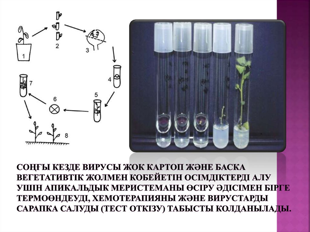 Соңғы кезде вирусы жок картоп және баска вегетативтік жолмен кобейетін осімдіктерді алу ушін апикальдык меристеманы өсіру