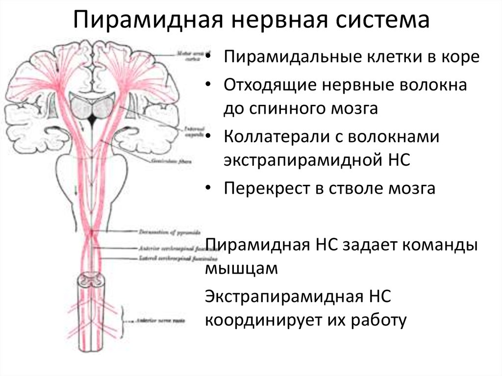 Двигательный центр спинного мозга. Пирамидная система анатомия неврология. Пирамидные тракты спинного мозга. Экстрапирамидный путь неврология схема. Пирамидный путь функции.