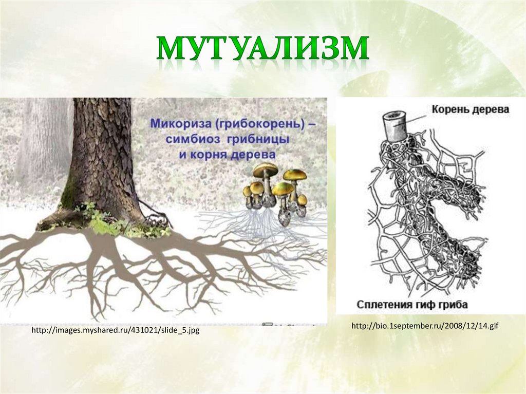 Корни оплетенные гифами представляют собой. Микориза мутуализм. Симбиоз мутуализм примеры. Мутуализм это в биологии. Мутуализм примеры животных.