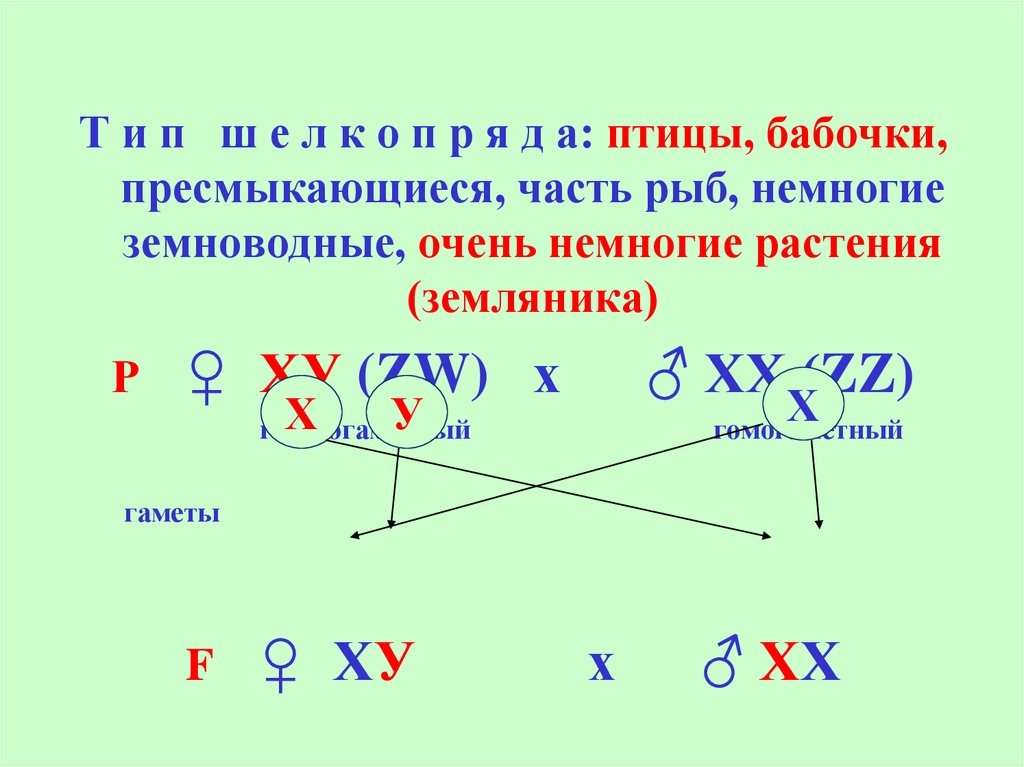 Теория определения пола