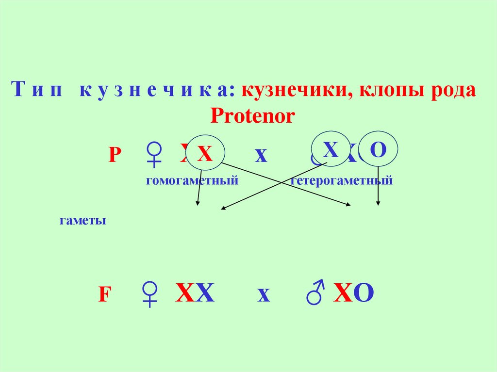 Балансовая теория определения пола