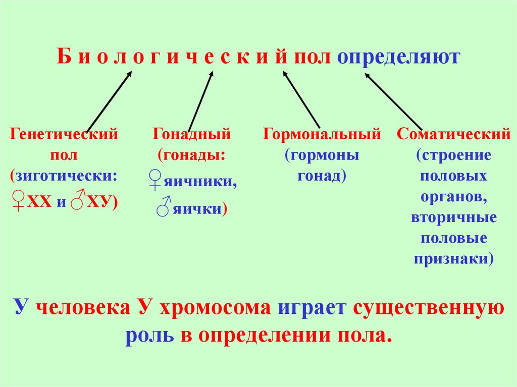 Хромосомная теория пола