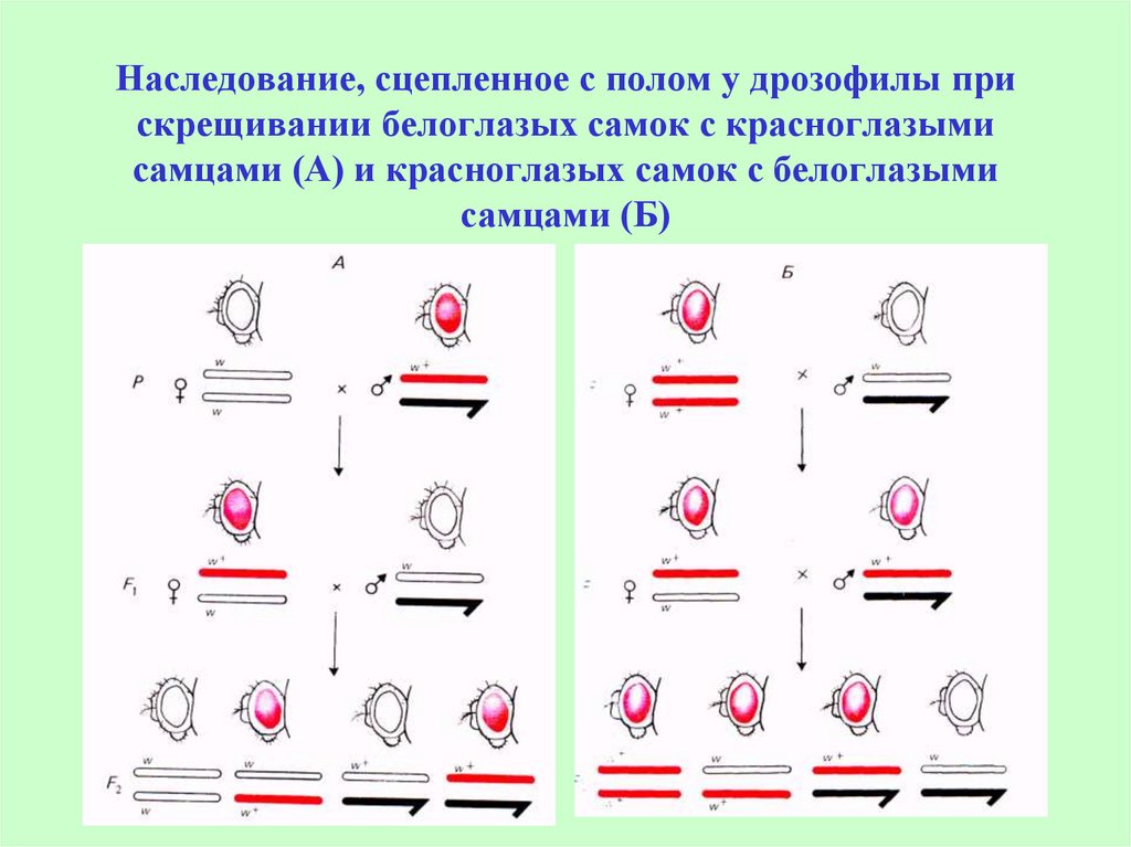 Презентация сцепленное с полом наследование генов 10 класс