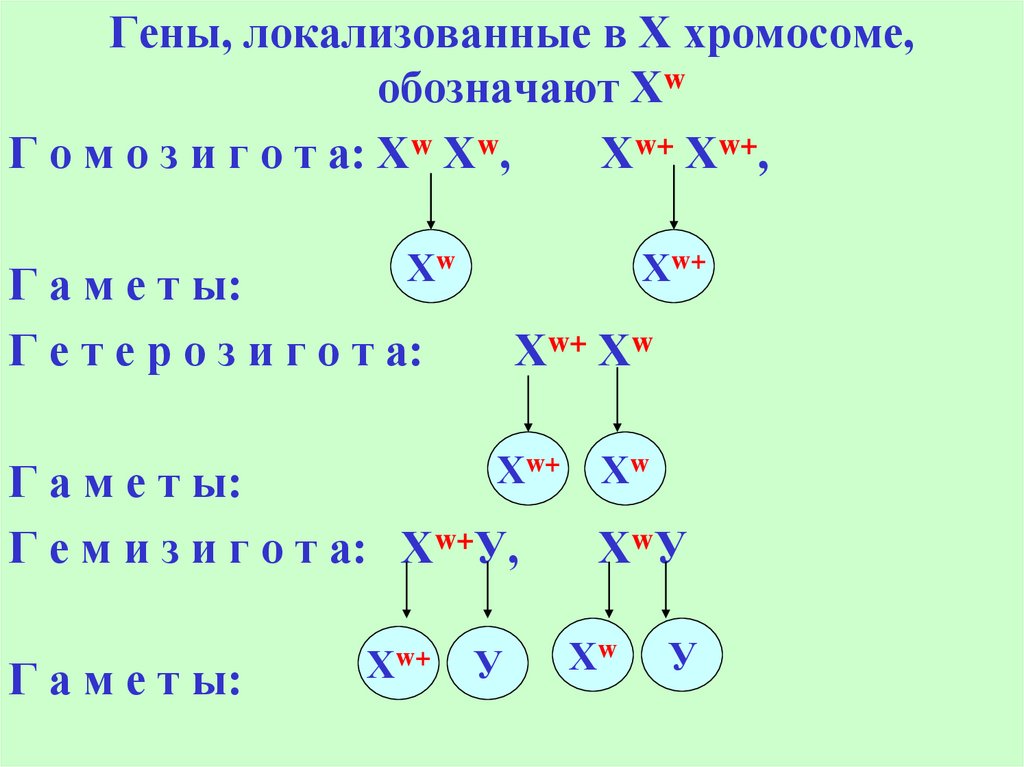 Гены локализованы в хромосомах. Гены локализованные в одной хромосоме. Хромосомная теория определения пола. Балансовая теория определения пола у дрозофилы.