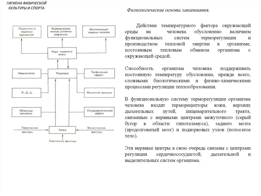 Гигиена физической культуры и спорта презентация