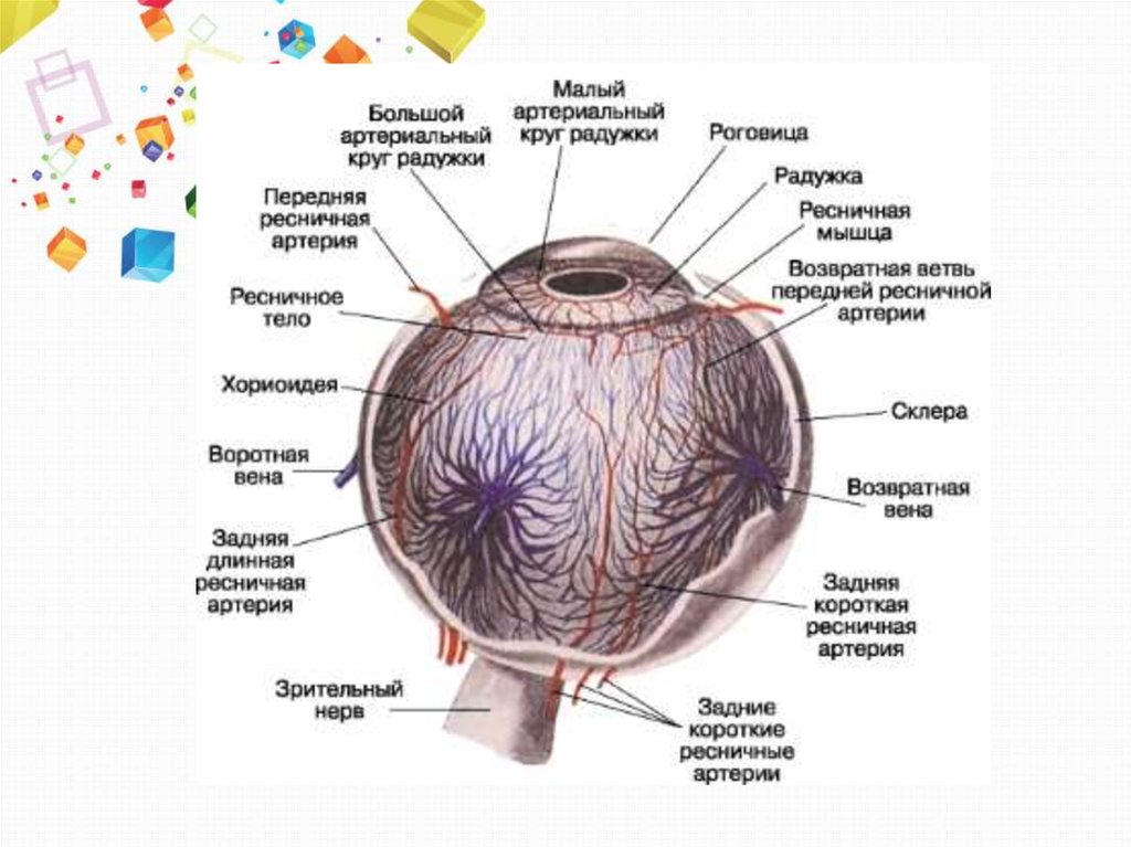 Сосудистая оболочка глаза цвета