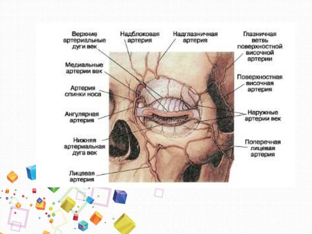 Кровоснабжение глаза схема