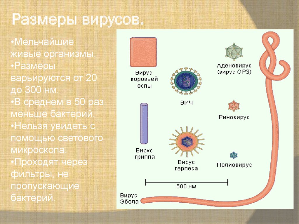 Сравнение бактерий и вирусов. Размеры вирусов. Размеры вирусов и бактерий. Сравнительные Размеры вирусов.