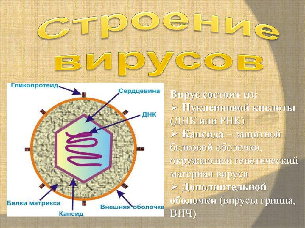 Вирусная нуклеиновая кислота. Строение вируса РНК капсид. Вирус состоит. Вирусы состоят из. Оболочка вирусов состоит из.