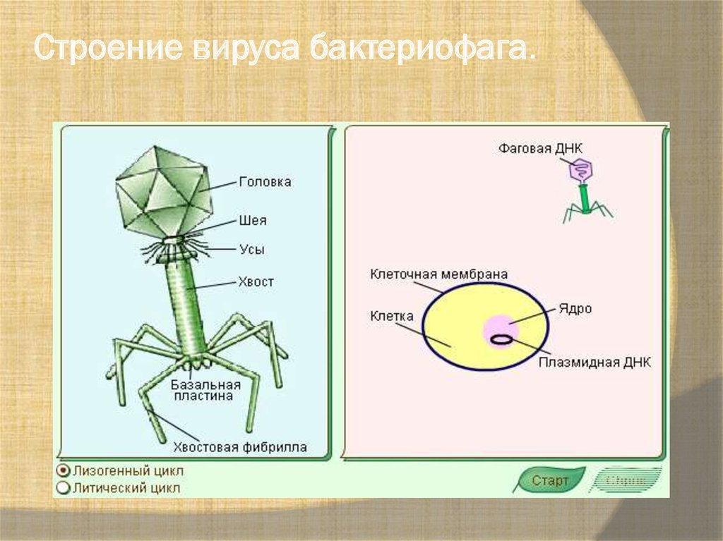 Строение и жизнедеятельность вирусов 5 класс. Строение вируса бактериофага. Вирус бактериофаг 5 класс биология. Бактериофаги строение фибриллы. Строение бактериофага 5 класс биология.