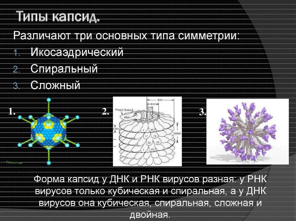 Капсид это