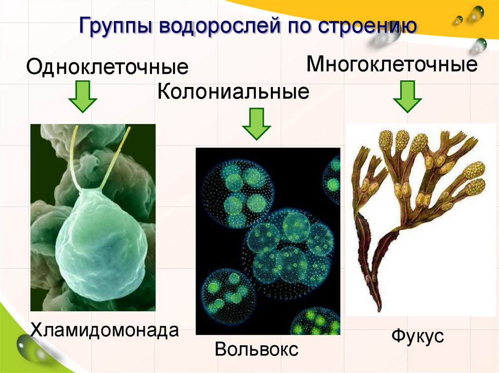 Появление одноклеточных водорослей. Одноклеточные колониальные и многоклеточные водоросли. Одноклеточные водоросли. Водоросли одноклеточные колониальные. Растения одноклеточные колониальные и многоклеточные.