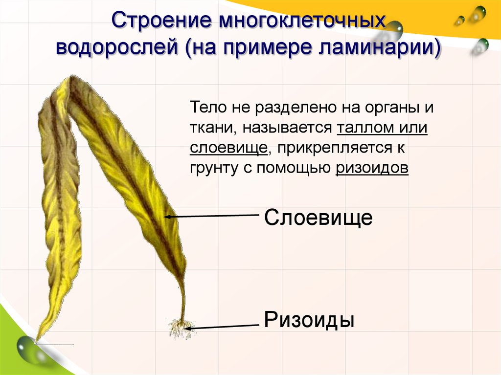 Из чего состоят водоросли. Строение водоросли ламинарии. Строение слоевища водорослей. Бурые водоросли строение рисунок. Бурые водоросли биология строение.