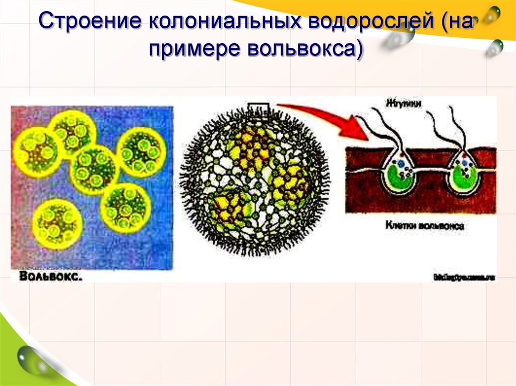 Колониальные водоросли. Колониальные водоросли вольвокс. Колониальные водоросли вольвокс строение. Колониальные водоросли вольвокс многоклеточные. Строение колониальных водорослей (на примере вольвокса).