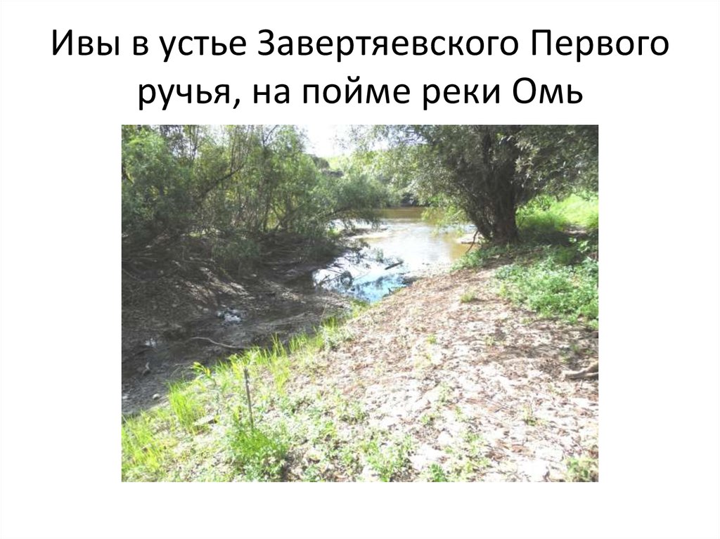 Ивы в устье Завертяевского Первого ручья, на пойме реки Омь