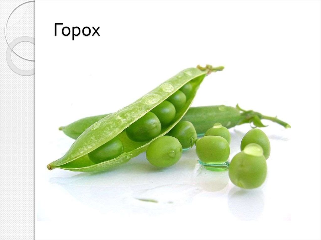 Горох