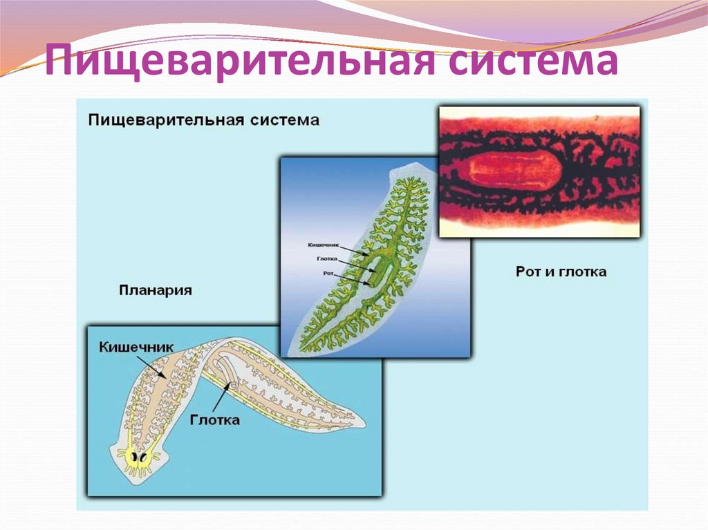 Пищеварительная система планарии. Пищеварительная система плоских червей 7 класс. Пищеварительная система белой планарии. Пищеварительная система червя планария. Тип пищеварительной системы у плоских червей.