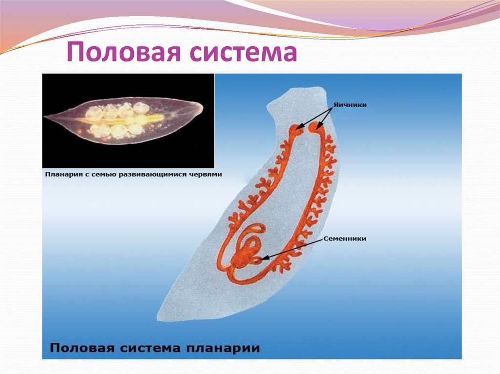 Белая планария жизненный цикл схема