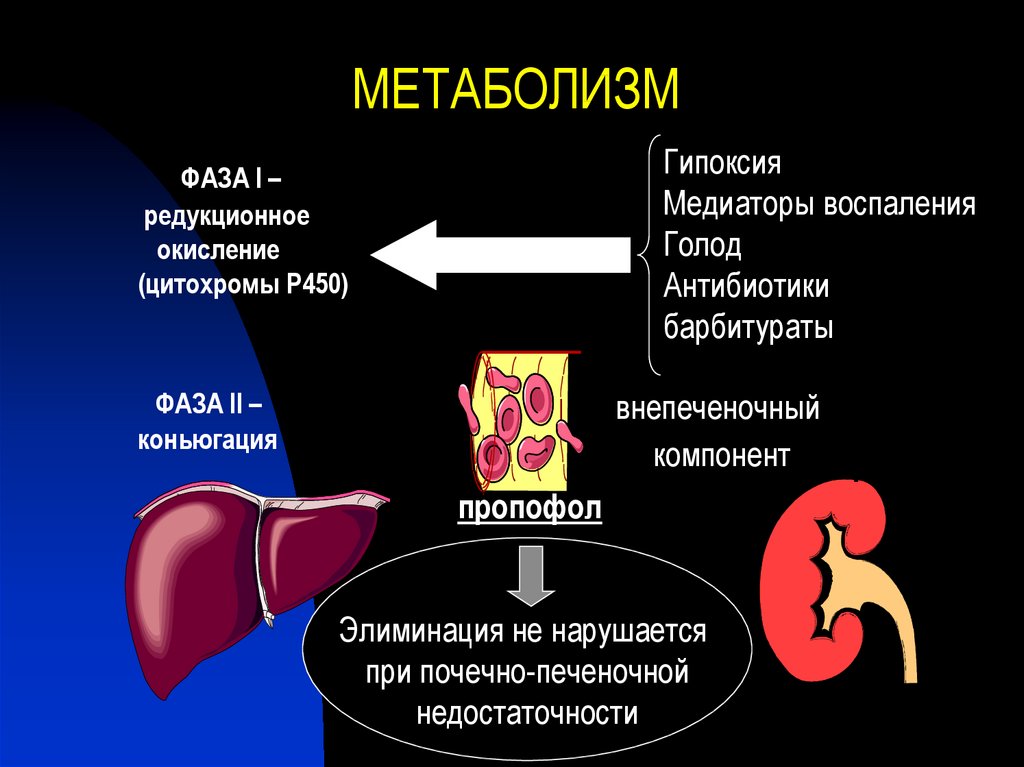 Метаболизм обменных процессов. Метаболизм. Метаболический фонд клеток. Высокий метаболизм. Метаболизм это что такое простыми словами.