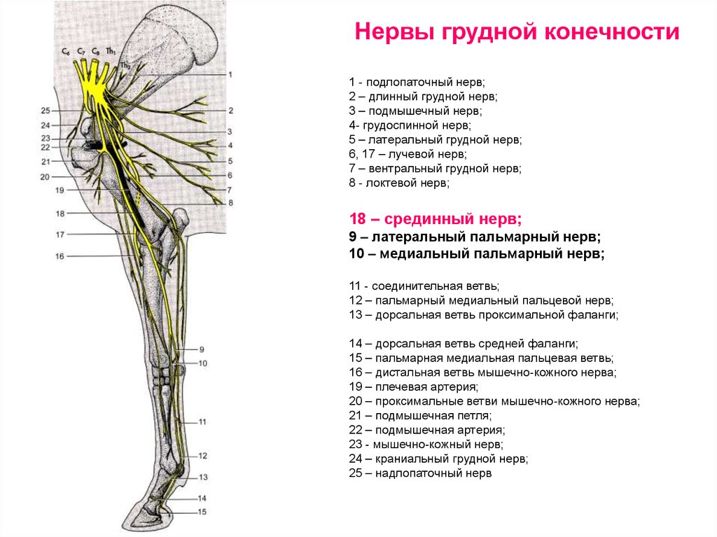 Нервная система латынь. Нервы плечевого сплетения КРС. Нервы грудной конечности лошади. Иннервация грудной конечности лошади. Иннервация нервов верхней конечности.
