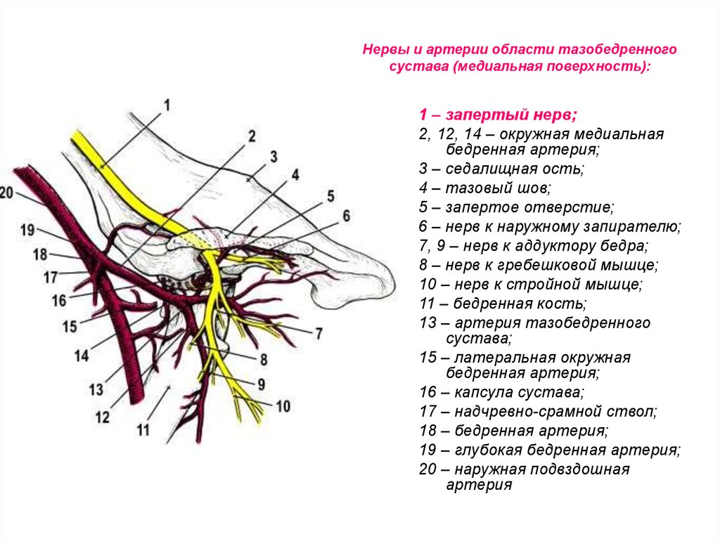 Кровоснабжение тазобедренного сустава схема