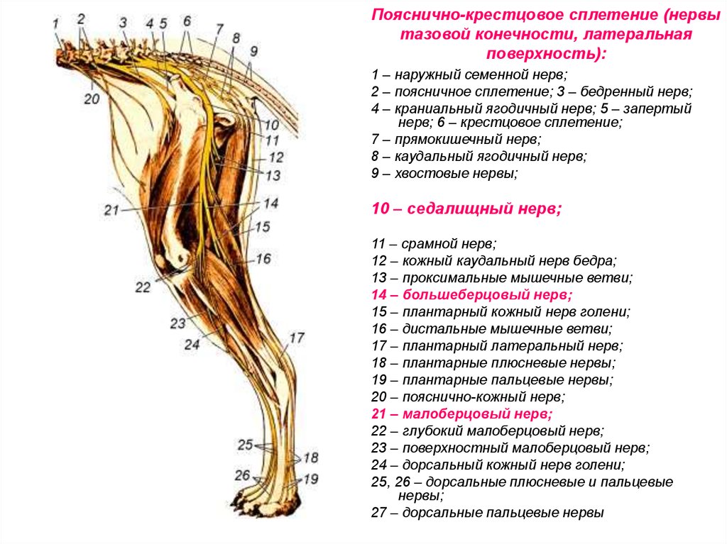 Пояснично-крестцовое сплетение (нервы тазовой конечности, латеральная поверхность):