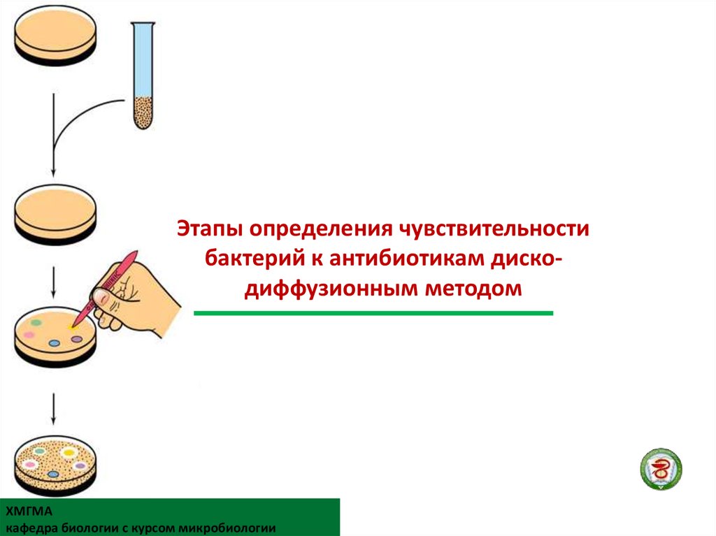 Определение чувствительности к антибиотикам. Чувствительность к антибиотикам определяется методом. Методы определениячувствительнгсти микроорганизмов к антибиотикам. Определение чувствительности микроорганизмов к антибиотикам. Метода определения чувствительности бактерий к антибиотикам.