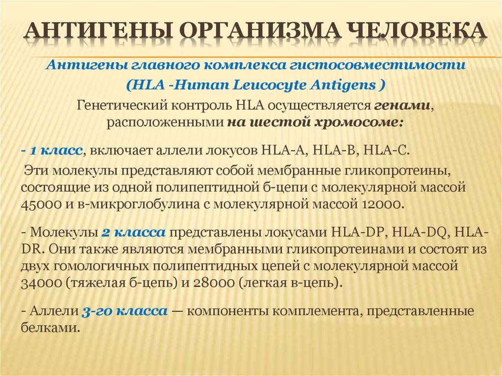 Антигены организма. Антигены гистосовместимости HLA 1 класса. Антигены главного комплекса гистосовместимости 1 класса. Антигены организма человека иммунология. Антигены главного комплекса гистосовместимости 2 класса.