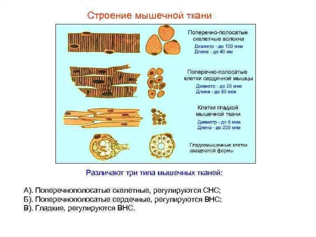 3 типа мышечной ткани