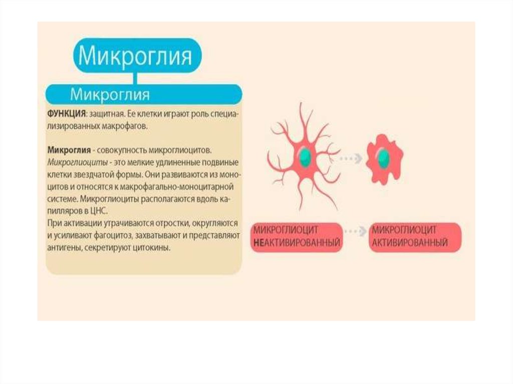 Микроглиоциты