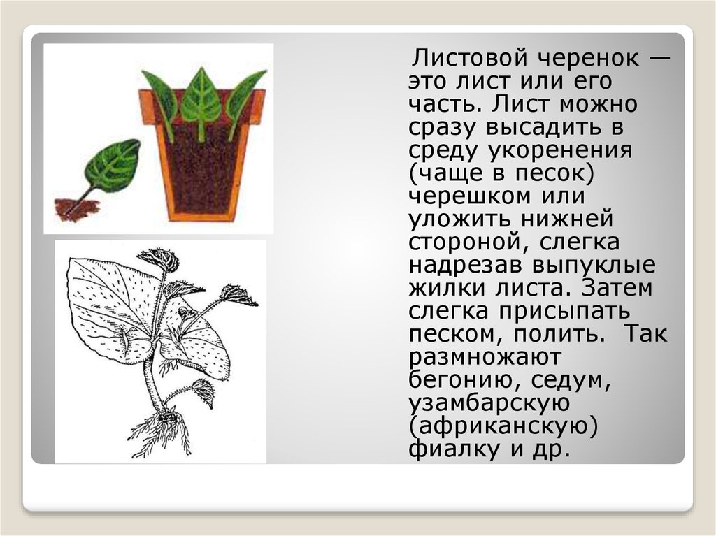 Размножение листовыми черенками рисунок