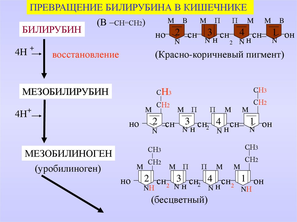 Схема превращения билирубина в кишечнике