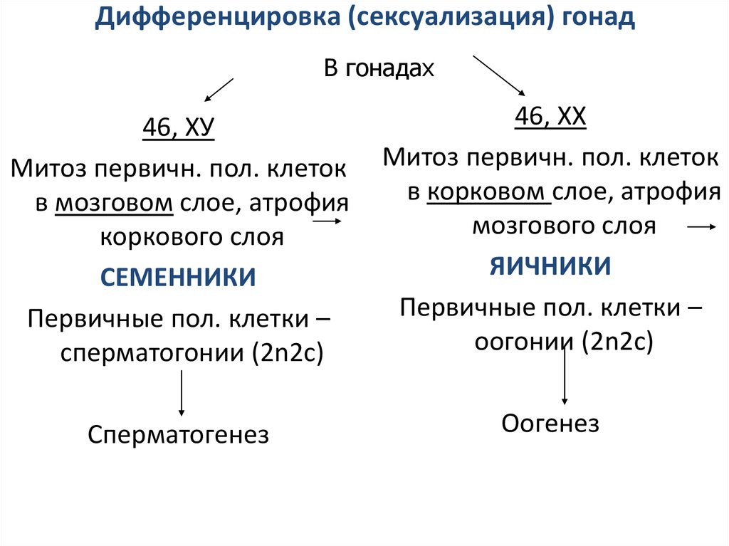 Сексуализация. Дифференцировка гонад. Сексуализация примеры. Дифференцировка пола на уровне гонад. Дифференцированные клетки гонад.