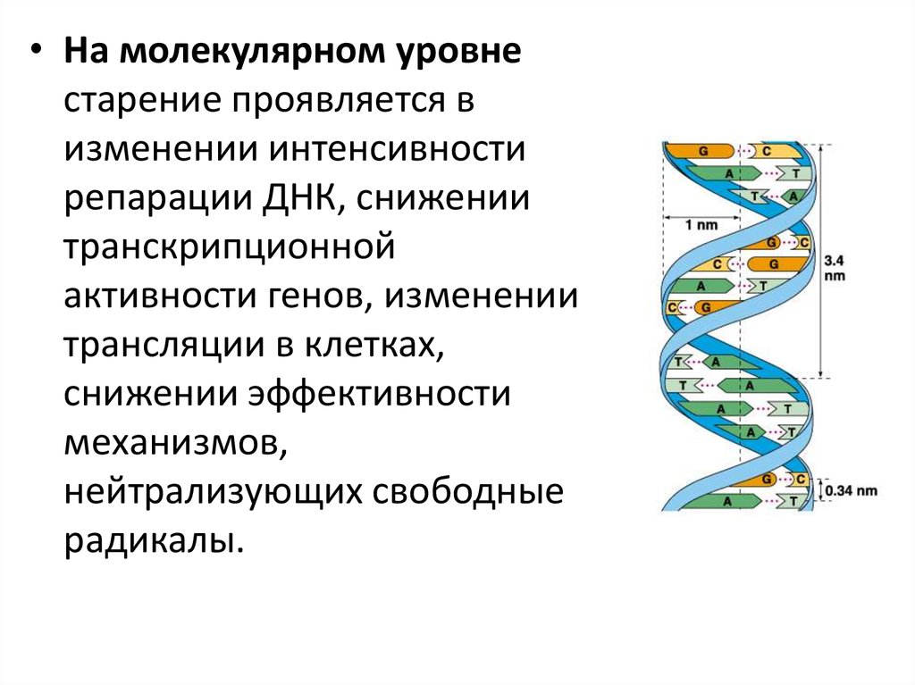 Основные процессы молекулярного уровня