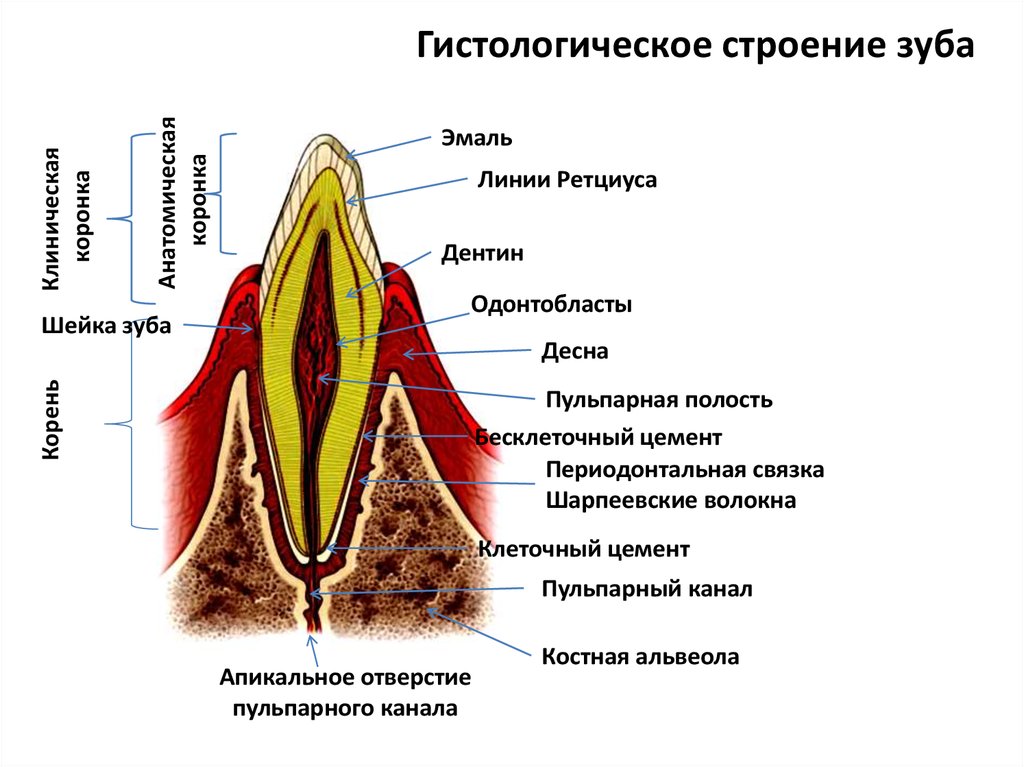 Какую функцию выполняет шейка зуба. Строение зуба. Анатомические структуры зуба. Гистологическое строение зуба. Схема строения зуба.